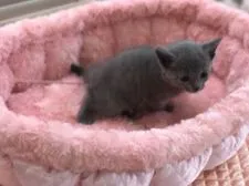 ロシアンブルー【静岡県・女の子・2017年8月29日・ブルー】の写真4