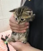 アメリカンショートヘア【静岡県・男の子・2017年9月28日・ブラウンタビー】の写真4