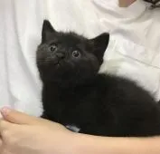 マンチカン(長足)【静岡県・男の子・2018年7月1日・ブラック】の写真4「小さいお鼻がなんとも可愛い。」