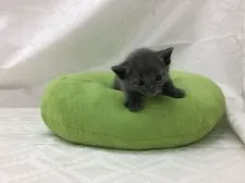 ロシアンブルー【静岡県・男の子・2016年1月30日・ブルー】の写真4「まだ降りれません。えーん」