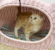 アメリカンショートヘア【静岡県・女の子・2017年7月1日・カメオタビー】の写真4