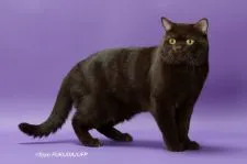 ブリティッシュショートヘア【静岡県・男の子・2018年2月21日・ブルーポイント】の写真4「パパはTICA 2016-2017年アジアベスト、インターナショナル13位のチョコです。」