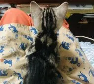 アメリカンショートヘア【静岡県・女の子・2020年5月5日・シルバーパッチドタビー】の写真4