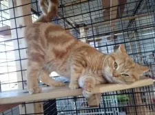 アメリカンショートヘア【静岡県・女の子・2014年12月9日・ブラウンタビー】の写真4「お父さんです」