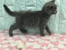 マンチカン(長足)【静岡県・女の子・2018年7月8日・ブルー】の写真4「ぴょこぴょこ」