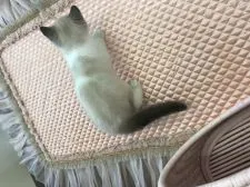 ブリティッシュショートヘア【静岡県・男の子・2018年3月21日・ブルーポインテッド】の写真4「ボディのカラーも個性的」