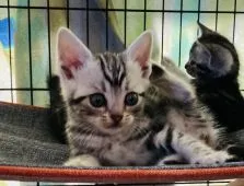 アメリカンショートヘア【静岡県・女の子・2020年10月4日・シルバータビー】の写真5「呼んだ？」