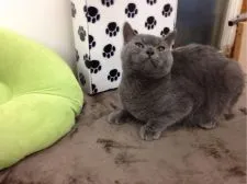 ブリティッシュショートヘア【静岡県・男の子・2016年5月7日・ブルー】の写真5