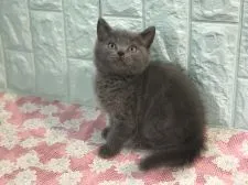 マンチカン(長足)【静岡県・女の子・2018年7月8日・ブルー】の写真5