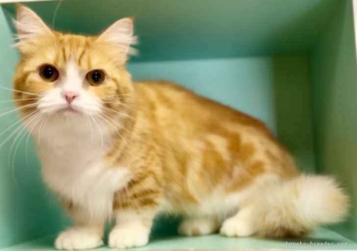 マンチカン【・女の子・2021年12月8日・レッドタビー&amp;ホワイト】