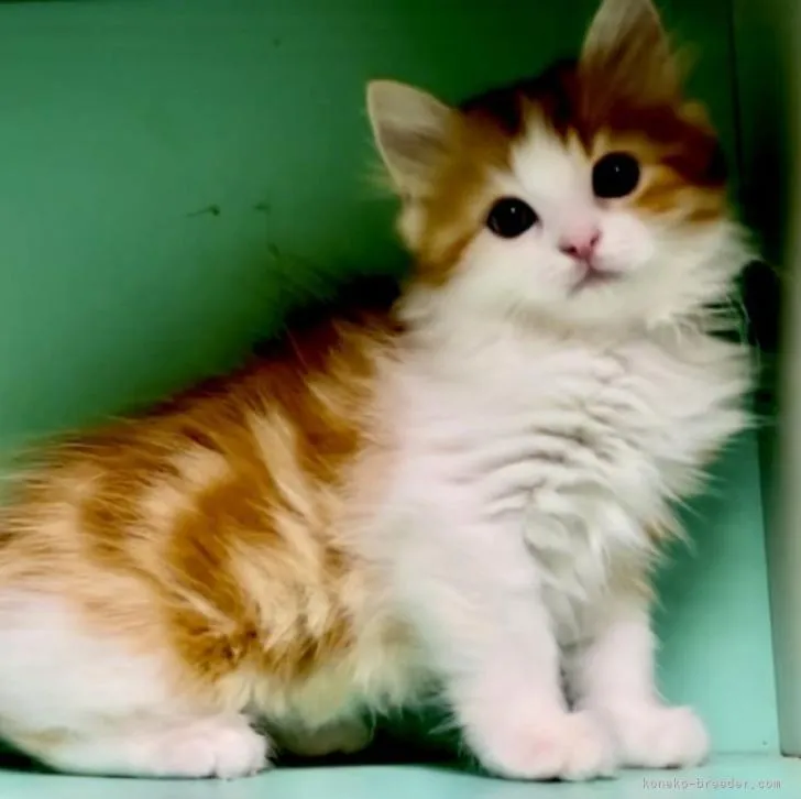 ID:2301-00429の子猫