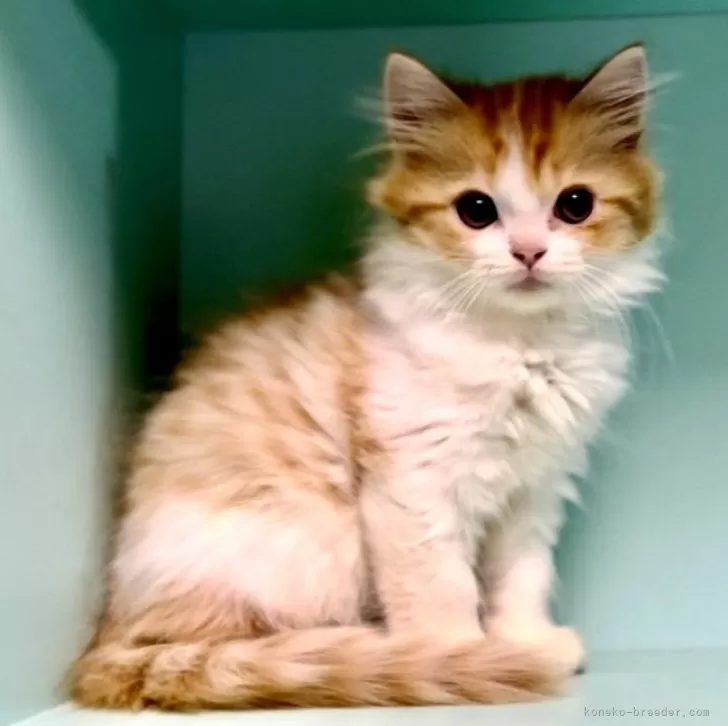 ID：2401-02412の子猫