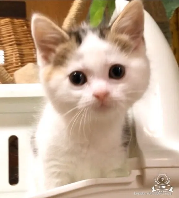 ID:2003-01602の子猫