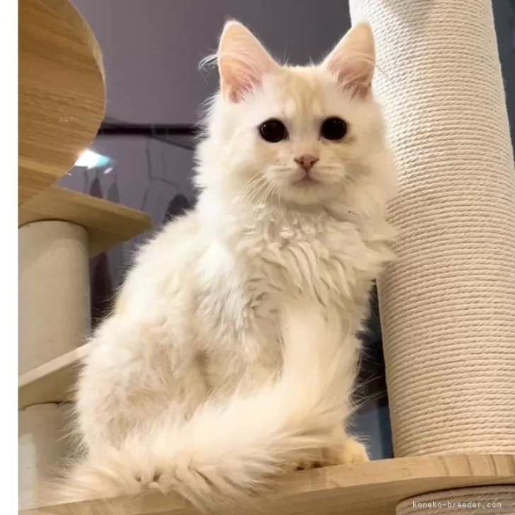 ID:2401-01755の子猫