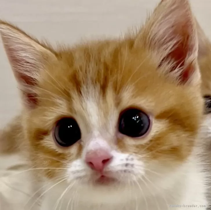 ID:2409-02248の子猫