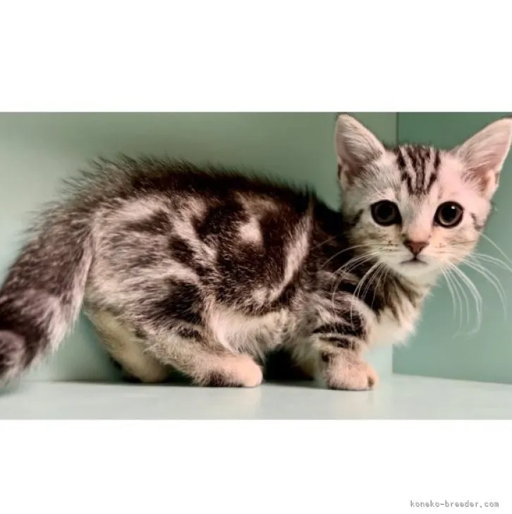 ID：2305-01741の子猫