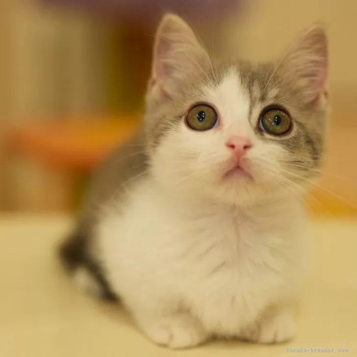 ID:2412-00550の子猫