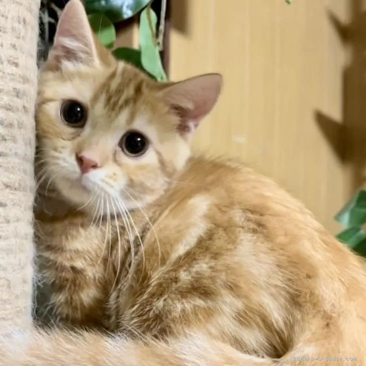ID:2208-02731の子猫