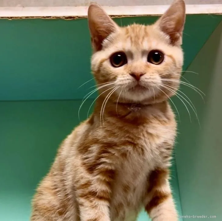 ID：2210-01392の子猫