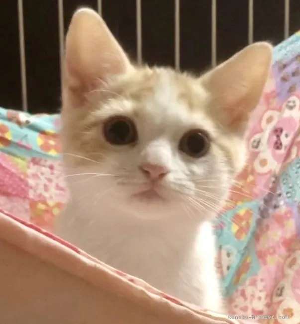 ID:1912-01035の子猫