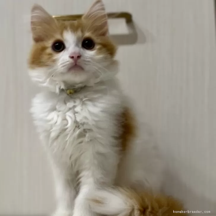 ID:2407-03369の子猫