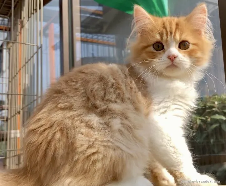 ID:2203-01999の子猫