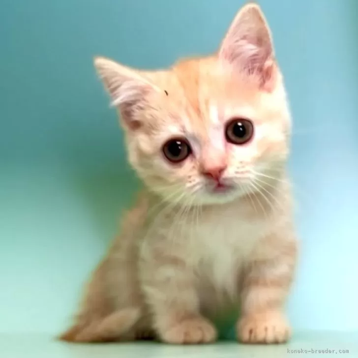 K.K 様のお迎えした子猫