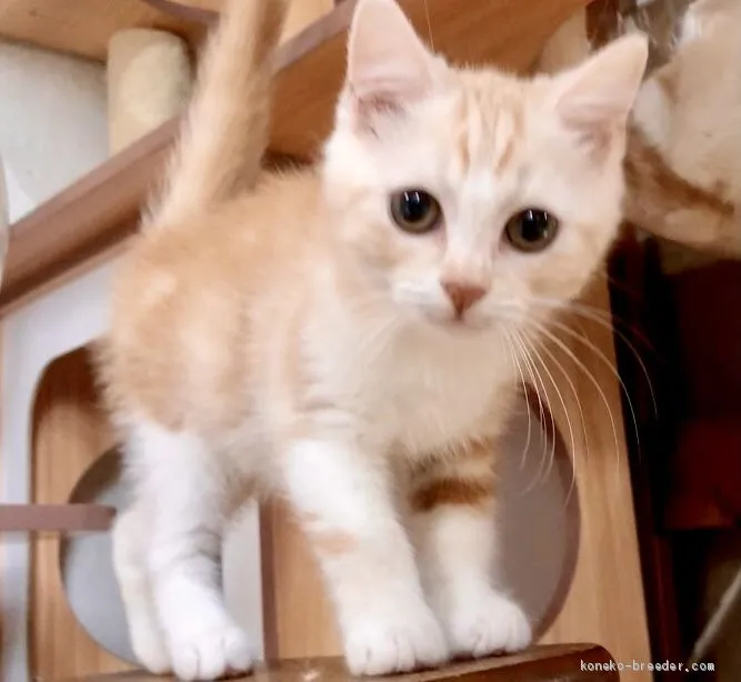 kcs 様のお迎えした子猫