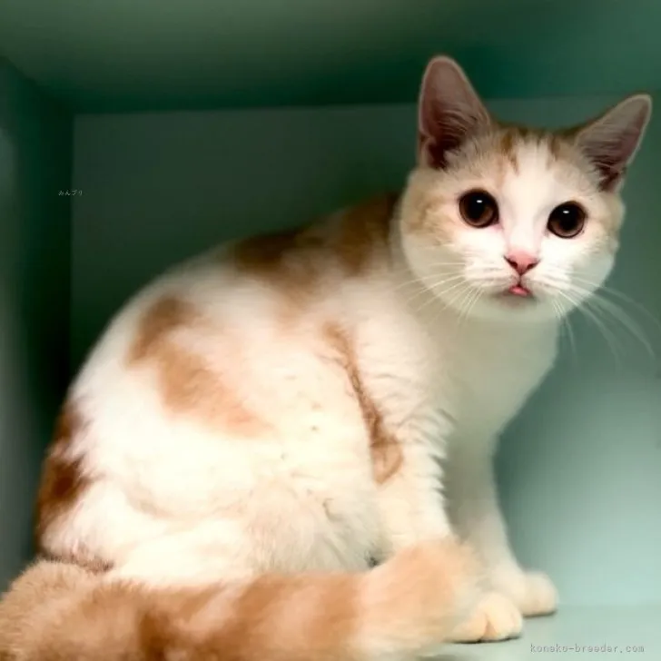 ID:2309-02944の子猫