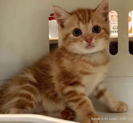 ID:1907-01691の子猫