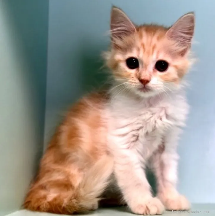 ID:2311-01427の子猫