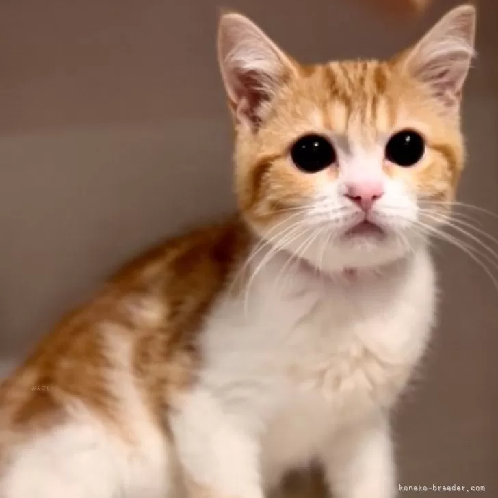 ID:2402-02202の子猫