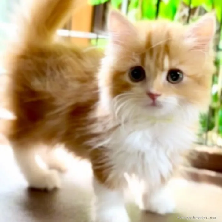 ID:2309-00286の子猫