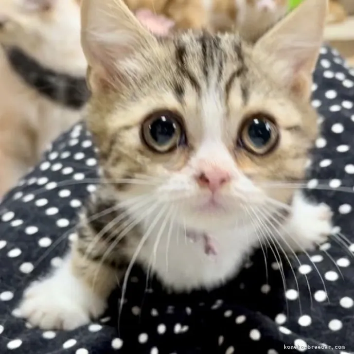 ID：2307-01743の子猫