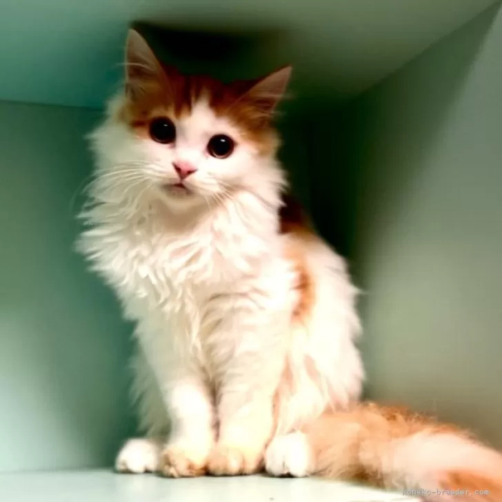 ID：2310-01734の子猫