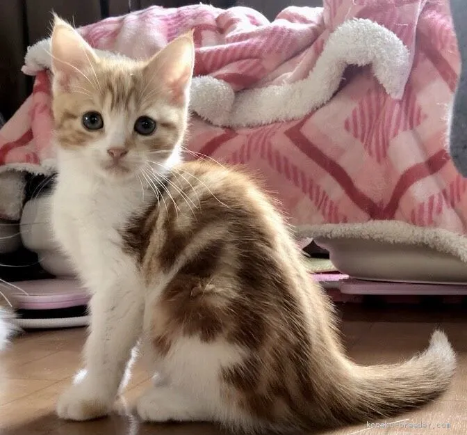 toyoyuko 様のお迎えした子猫