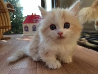 ID：1411-00021の子猫