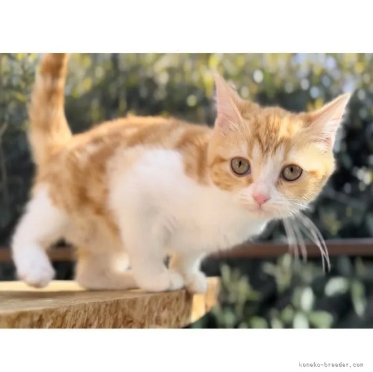 ID:2304-00124の子猫