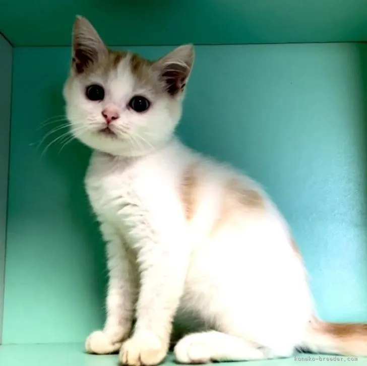 ID:2211-02389の子猫