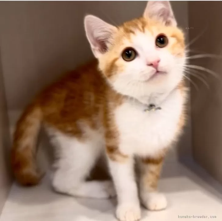 ID：2402-02322の子猫