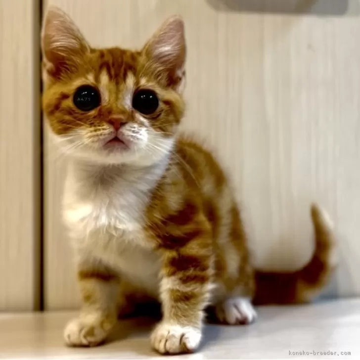 ID:2407-02207の子猫