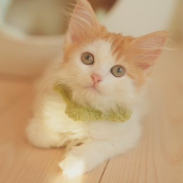 マンチカン(長足)【京都府・男の子・2024年7月10日・レッドタビー&ホワイト（ロングヘア）】の写真「長足ロングヘアのレッドタビー＆ホワイト綺麗な男の子」