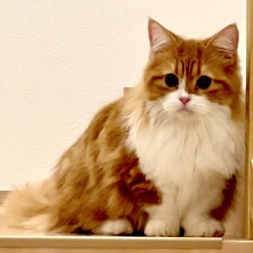 マンチカン(短足)【京都府・男の子・2023年4月28日・レッドタビー&ホワイト（ロングヘア）】の写真「長足ロングヘアのレッドタビー＆ホワイトの男の子」