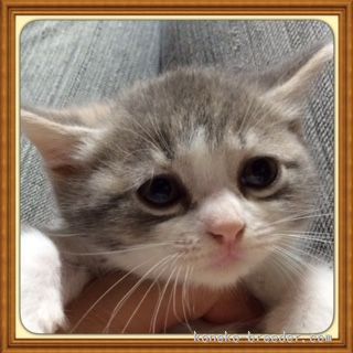 マンチカン【京都府・女の子・2015年5月26日・ダイリュートキャリコ（短毛）】の写真「やや長めの短足で、お目目大きい甘えんぼの女の子です」