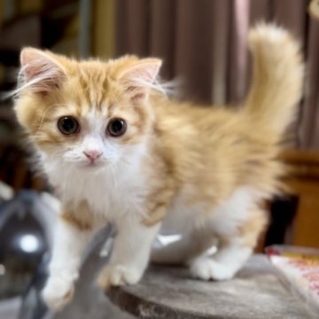 マンチカン(長足)【京都府・男の子・2023年4月2日・レッドタビー&ホワイト（ロングヘア）】の写真「長足セミロングのお目目大きいイケメン男の子」