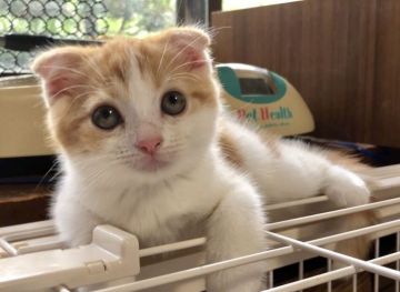 マンチカン(長足)【京都府・男の子・2019年7月9日・レッドタビー&ホワイト（ショートヘア）】の写真「長足短毛折耳のお目目クリクリ遊び好きな元気な男の子」