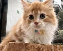 マンチカン(短足)【京都府・男の子・2019年7月24日・レッドタビー&ホワイト】の写真1「クリクリお目目の男の子。オッドアイだから幸運を運んでくれそう。」