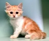 マンチカン(長足)【京都府・男の子・2023年8月29日・カメオタビー&ホワイト】の写真2「好奇心旺盛で遊び好き、明るく元気な性格ですが、男の子にしては優しい子です。」