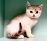 マンチカン(長足)【京都府・男の子・2023年9月22日・ゴールドタビー&ホワイト】の写真2「好奇心旺盛で、明るく元気で遊び好きな男の子です。」