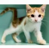 マンチカン(長足)【京都府・男の子・2023年4月28日・レッドタビー&ホワイト】の写真2「成長と共にもっと綺麗な渦巻きのクラッシックタビー柄になっていきます。ホワイトは純白になります。」